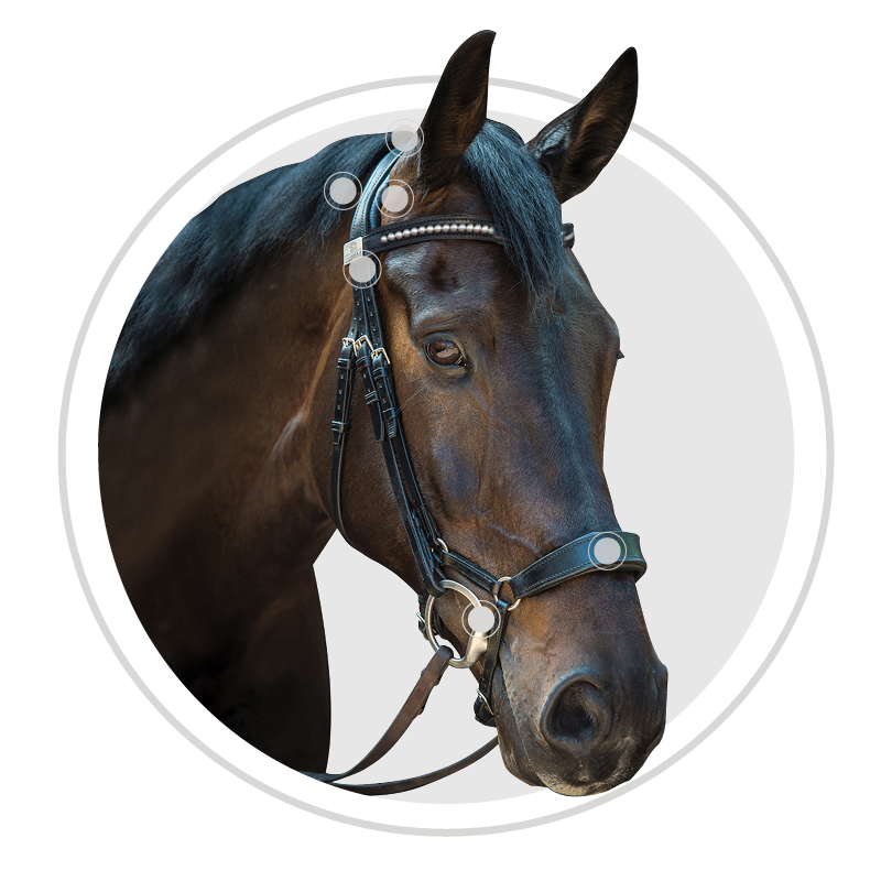 Bridle Pressures