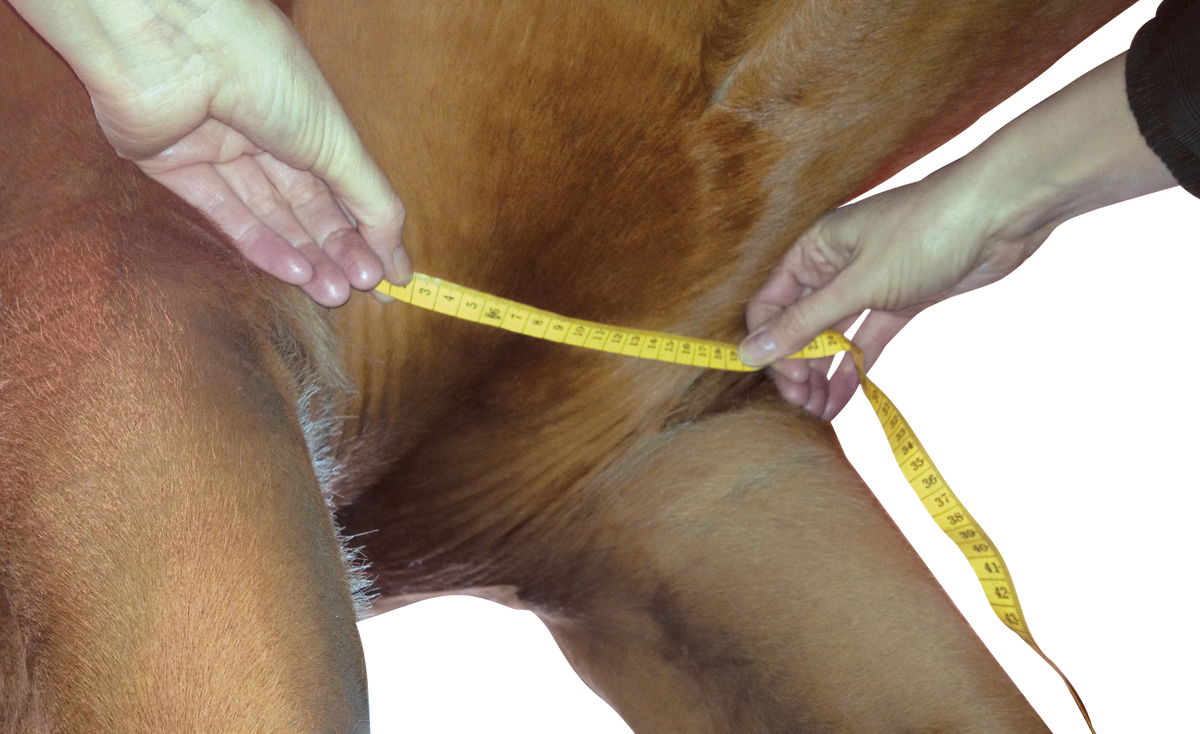 Girth Measuring